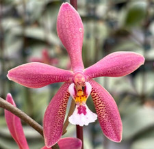 Phalaenopsis bronze maiden for sale  San Diego
