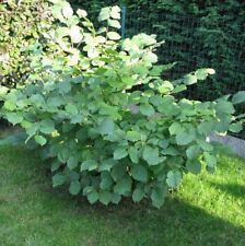 Hazel kent cob for sale  NEWTOWNARDS