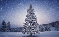 Abies balsamea fir for sale  DARLINGTON