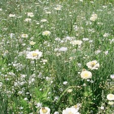 Graines fleurs prairie d'occasion  Sabres