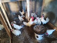 Uova fecondate galline usato  Italia