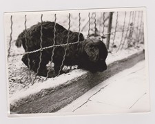 Old photo puppy d'occasion  Expédié en Belgium