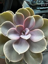 Lilac wonder aka for sale  Lillington