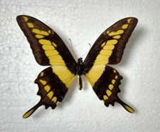 Papilio thoas königs gebraucht kaufen  Elsoff, Rehe, Oberroßbach