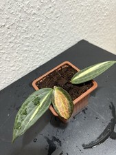 Hoya macrophylla variegata gebraucht kaufen  Kahla
