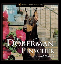 Doberman pinscher for sale  Little Falls