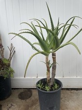 aloe arborescens plants for sale aloe arborescens plants for sale Whittier