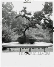 cedar bonsai for sale cedar bonsai for sale Memphis