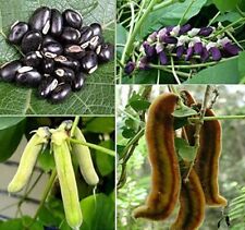 Mucuna pluriens black usato  Trappeto