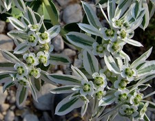 Snow mountain euphorbia for sale  Huntington Beach