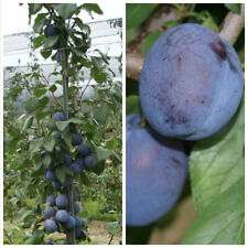 Prunus dom zwergpflaume gebraucht kaufen  Detmold