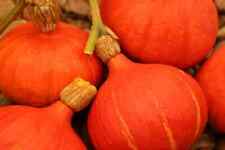 Vegetable seeds 100 for sale  DARLINGTON