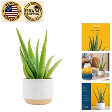 Elegant aloe vera for sale  Sunrise Beach