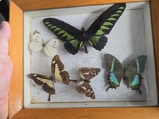 taxidermy display case for sale  TONBRIDGE