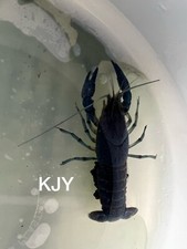Pregnant electric blue for sale  Crystal River