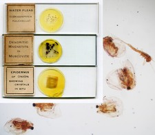 Water fleas mineral for sale  Lexington
