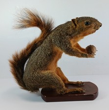 Vintage taxidermy fox for sale  USA