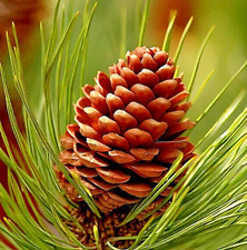 Two small ponderosa for sale  Mckinleyville