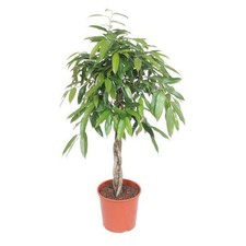 Ficus amstel king gebraucht kaufen  Düsseldorf