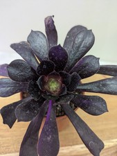 Aeonium black rose for sale  Jacksonville
