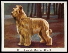 Briard chien berger for sale  UK
