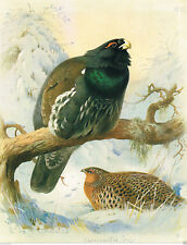 Capercaillie snow large for sale  DEREHAM