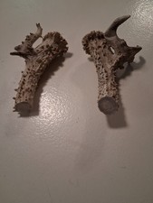Antler bases natural for sale  Erlanger