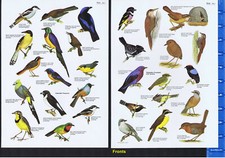 Colorful birds 1980s for sale  Enterprise