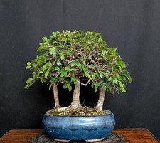 Bonsai chinesische ulme gebraucht kaufen  Bielefeld