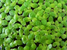 Duckweed large table for sale  BLAIRGOWRIE