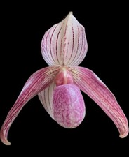 Paphiopedilum dr. toot d'occasion  Expédié en Belgium