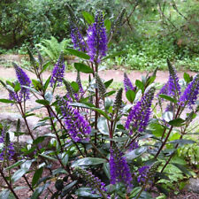 Hebe dark purple for sale  SLOUGH