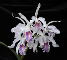 Cattleya maxima var gebraucht kaufen  Dortmund