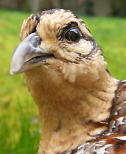 Wall mounted female for sale  EXETER