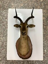 Testa trofeo antilope usato  Rho