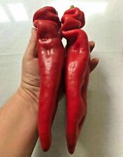 Organic pepper giant for sale  LONDON