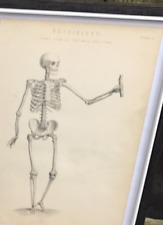 Antique physiology skeleton for sale  PETERBOROUGH