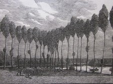 Gwen raverat poplars for sale  WORCESTER