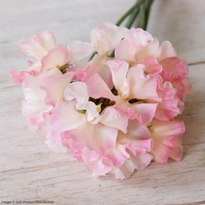 Sweet pea mollie for sale  RUISLIP