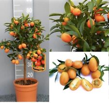 Kumquat mandarino cinese usato  Valenzano