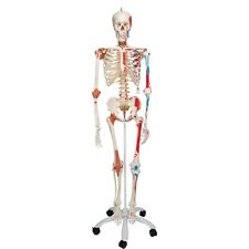 Human skeleton model for sale  BRIGHTON