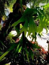 Platycerium bloomii staghorn for sale  Winter Garden