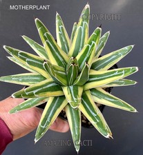 Agave victoria reginae for sale Agave victoria reginae for sale  FORDINGBRIDGE