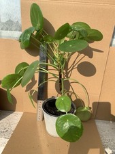 Pilea peperomioides ufopflanze gebraucht kaufen  Volkach