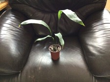 Aspidistra milkyway plant for sale  PRESCOT