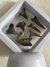 fossil teeth for sale fossil teeth for sale WESTON-SUPER-MARE