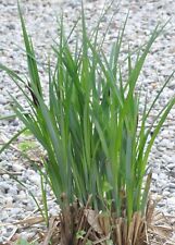 Filtersegge segge reinigende gebraucht kaufen  Bodenkirchen