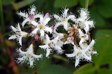 Bogbean pond live for sale  BUCKFASTLEIGH