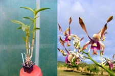 Dendrobium lasianthera orchid� usato  Spedire a Italy