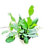 Ficus audrey fiddle for sale  Webster
